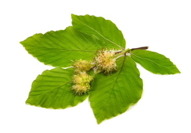 beech branch with flowers - beech tree leaf isolated branch imagens e fotografias de stock