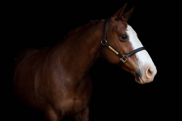 istock Chestnut horse with white face 1405298883