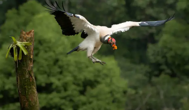 Photo of King Vulture