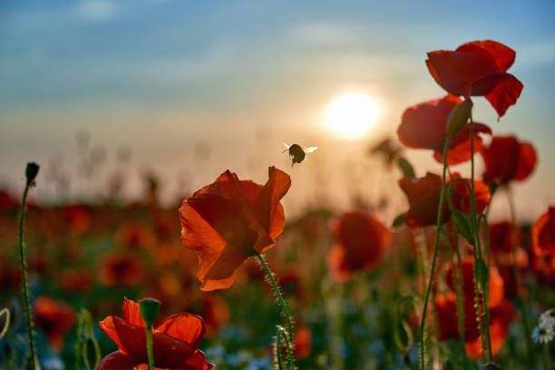 istock poppies on field in sunset 1405299879