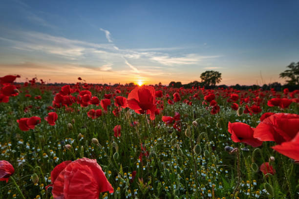 istock poppies on field in sunset 1405300773
