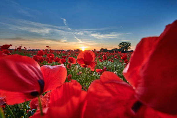 istock poppies on field in sunset 1405300780