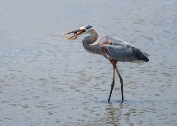 istock Great Blue Heron Fishing in the Marsh 1405300787