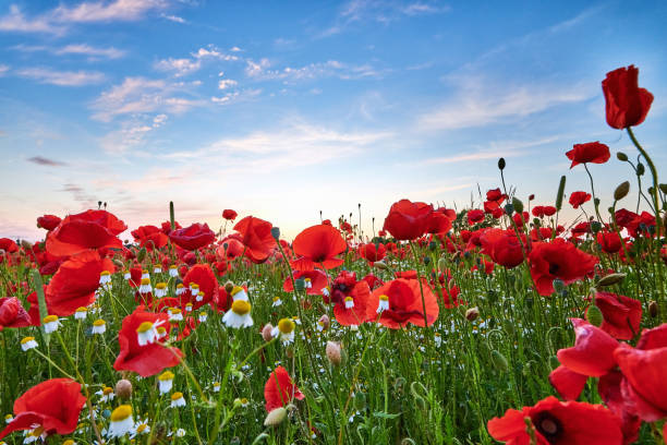 istock poppies on field in sunset 1405300843