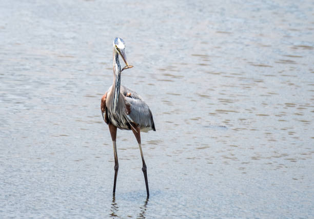 Great Blue Heron Fishing in the Marsh