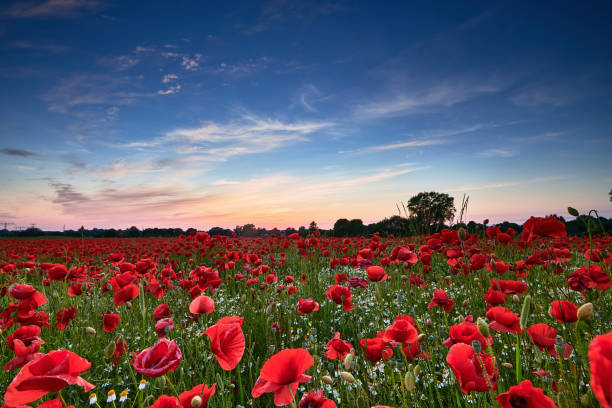 istock poppies on field in sunset 1405300894
