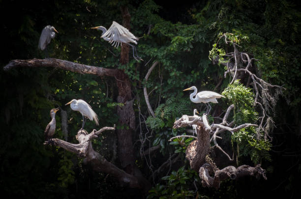 Great White Heron in the Mossy Trees stock photo