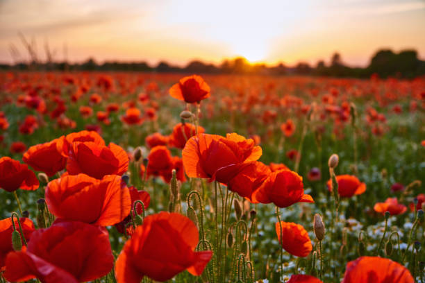 istock poppies on field in sunset 1405301572