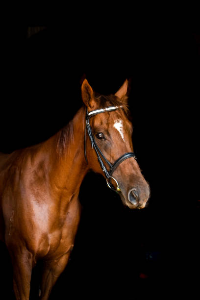 istock chestnut retired race horse 1405301584