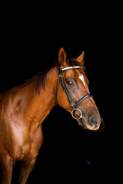 istock chestnut retired race horse 1405301585
