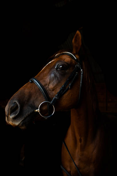istock chestnut retired race horse 1405301587