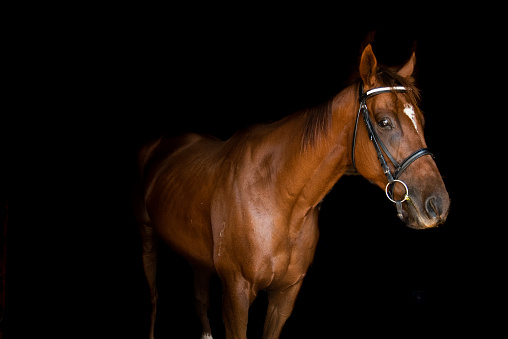portraits of a chestnut retired race horse as he starts life after racing