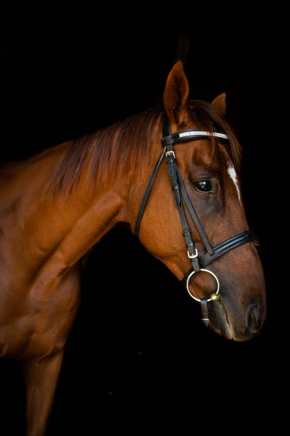 istock chestnut retired race horse 1405301790