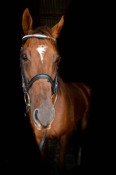 istock chestnut retired race horse 1405301796