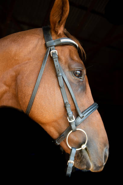 istock chestnut retired race horse 1405301832