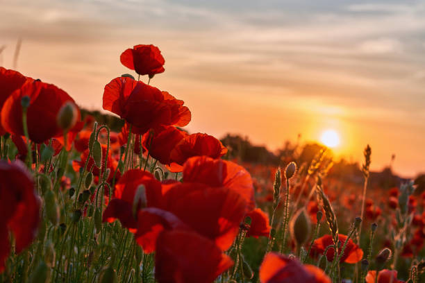 istock poppies on field in sunset 1405301833