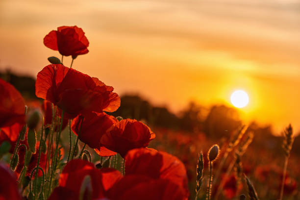istock poppies on field in sunset 1405301848