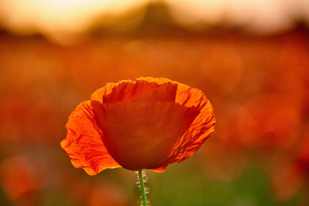 istock poppies on field in sunset 1405301870
