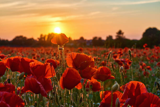 istock poppies on field in sunset 1405301880