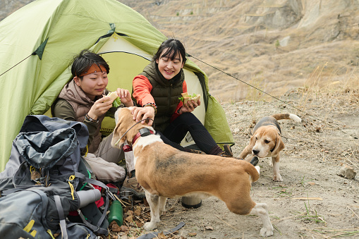 Two young Asian woman spending weekend in camp sitting in tent having lunch and petting their dogs