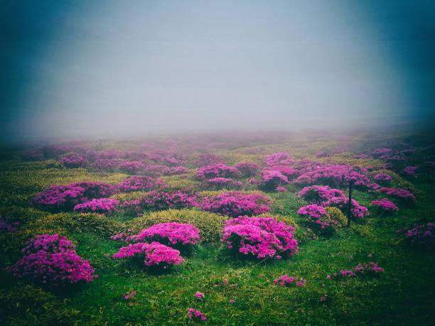 Jeju Island, Korea
