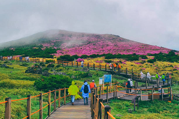 31,200+ Jeju Island Stock Photos, Pictures & Royalty-Free Images - iStock | Jeju island korea, Jeju island south korea, Jeju island mountain