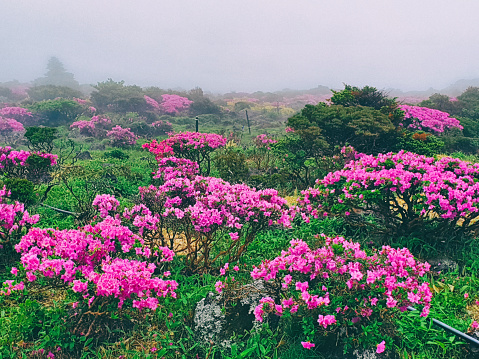 Jeju Island, Korea