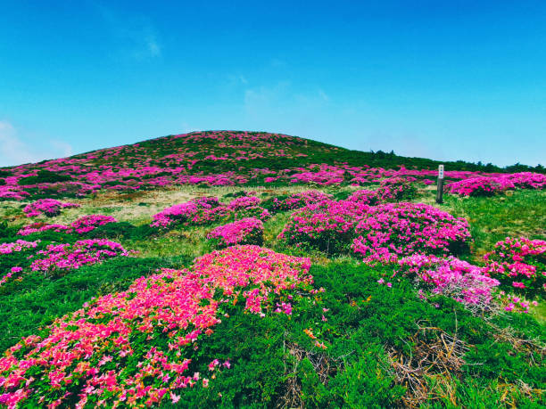 Jeju Island, Korea