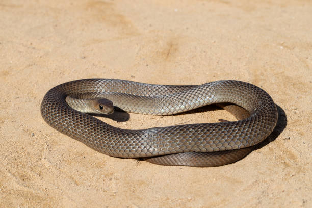 Australian Eastern Brown snake stock photo