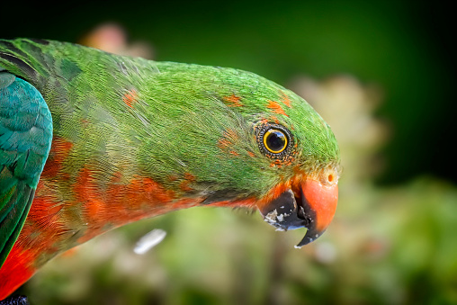 The superb parrot (Polytelis swainsonii), also known as Barraband's parrot, Barraband's parakeet, or green leek parrot, is a parrot native to south-eastern Australia.