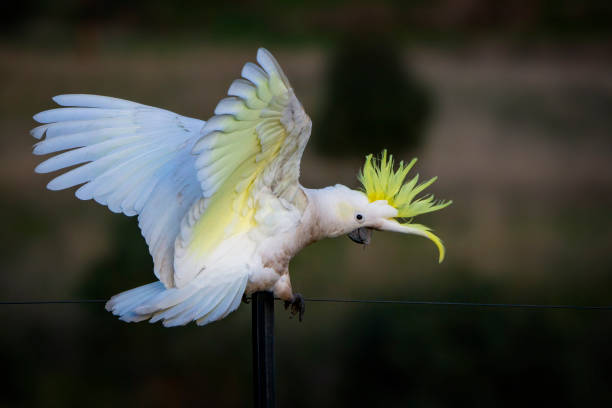 istock Sulphur Crested Cockatoo (Cacatua galerita) 1405304987