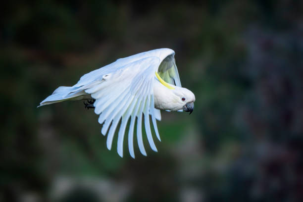 istock Sulphur Crested Cockatoo (Cacatua galerita) 1405304998