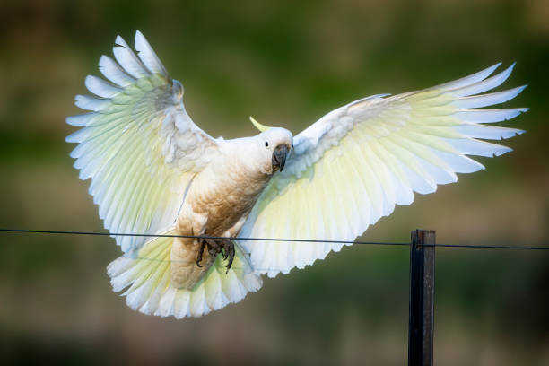 istock Sulphur Crested Cockatoo (Cacatua galerita) 1405305025