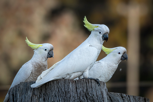 Sulphur Crested Cockatoo’s perched on a tree stump