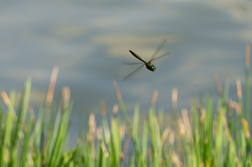 Emerald Dragonfly / Hemicordulia Armstrongi / Male . Photographed at Lake Okaro New Zealand.  This is a recently discovered New Zealand Dragonfly.  It was previously mistaken for Hemicordia Australiae  The difference was noticed when a normally aggressive Hemicordia Australiae males were observed ignoring what was thought to be other Hemicordia Australiae males .  It was later discovered the ignored male dragonflies were Hemicordulia Armstrongi who have no interest in female  Hemicordia Australiae  dragonflies