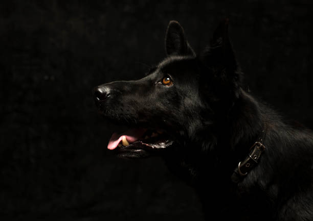 istock Portrait of a black German shepherd on a dark background isolated 1405305352