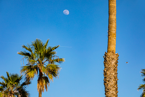 Palm trees, moon and blue sky background, California, United States.