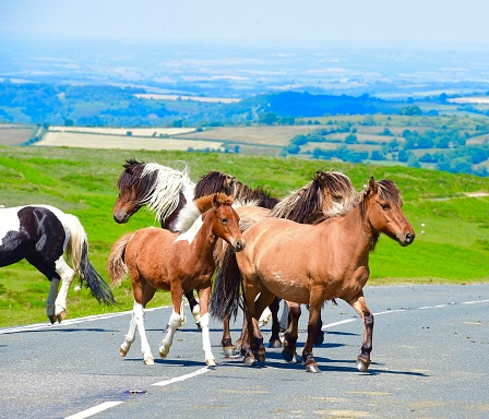 Wild horses in Dartmoor National Park, Devon, England