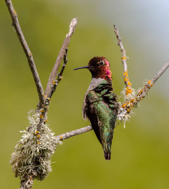 istock Anna Hummingbird male 1405307019