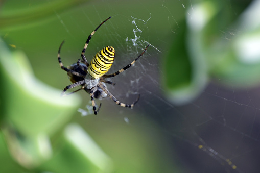 Nature photography. spider weaves web. Argiope bruennichi or spider wasp. Garden. Green colour . Insect