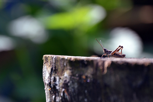 Brown grasshopper on tree stump. photo of nature. an insect in plant