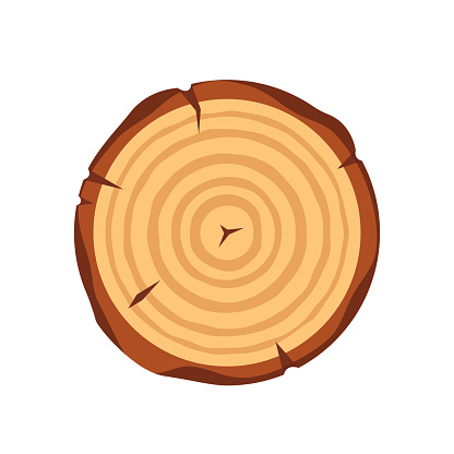 Wooden Tree Round Slice with Age Rings and Cracks Cross Section, Saw Cut Tree Trunk Isolated on White Background. Design Element, Circular Log Piece, Sawmill. Cartoon Vector Illustration, Icons