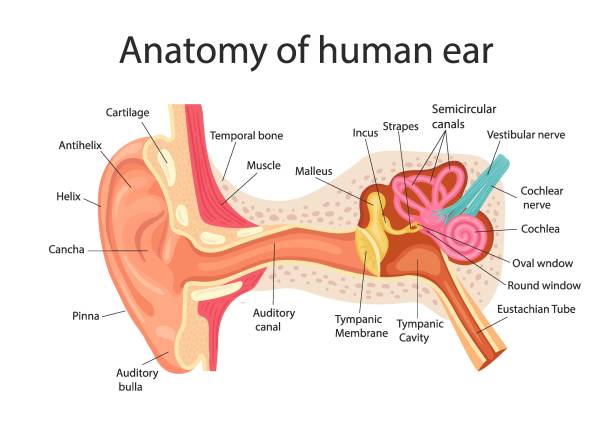 anatomie des menschlichen ohres. innere struktur der ohren, medizinische vektorillustration - menschliches ohr stock-grafiken, -clipart, -cartoons und -symbole