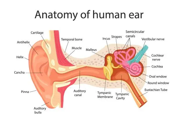 Vector illustration of Anatomy of the human ear. Internal structure of the ears, medical vector illustration