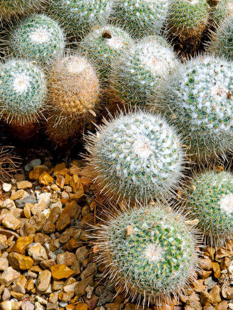 kaktus starszej damy - mammillaria hahniana - mammillaria cactus zdjęcia i obrazy z banku zdjęć