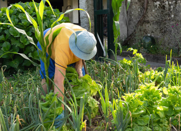istock old woman in the garden 1405312171