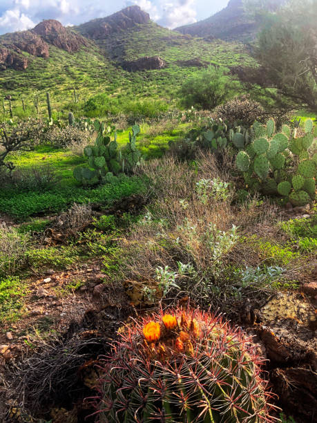 istock Safford Peak Mountain in Southern Arizona 1405315380