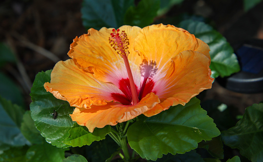 Two red hibiscus flowers with leaves isolated on white