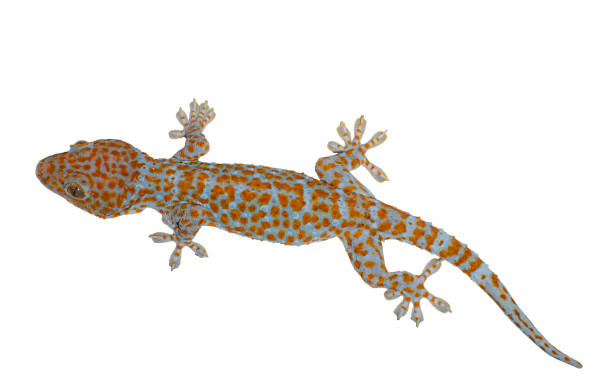 Gray skin gecko with orange polka dots. Gray skin gecko with orange polka dots. nocturnal reptile. Isolated on white background with a clipping path. tokay gecko stock pictures, royalty-free photos & images