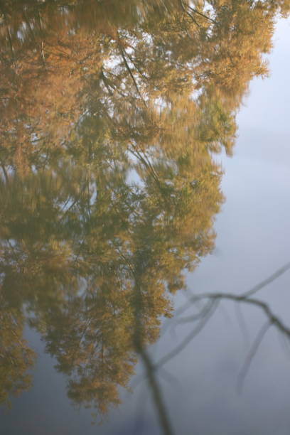 istock Autumn leaf trees reflected on the  water surface photography. 1405316625